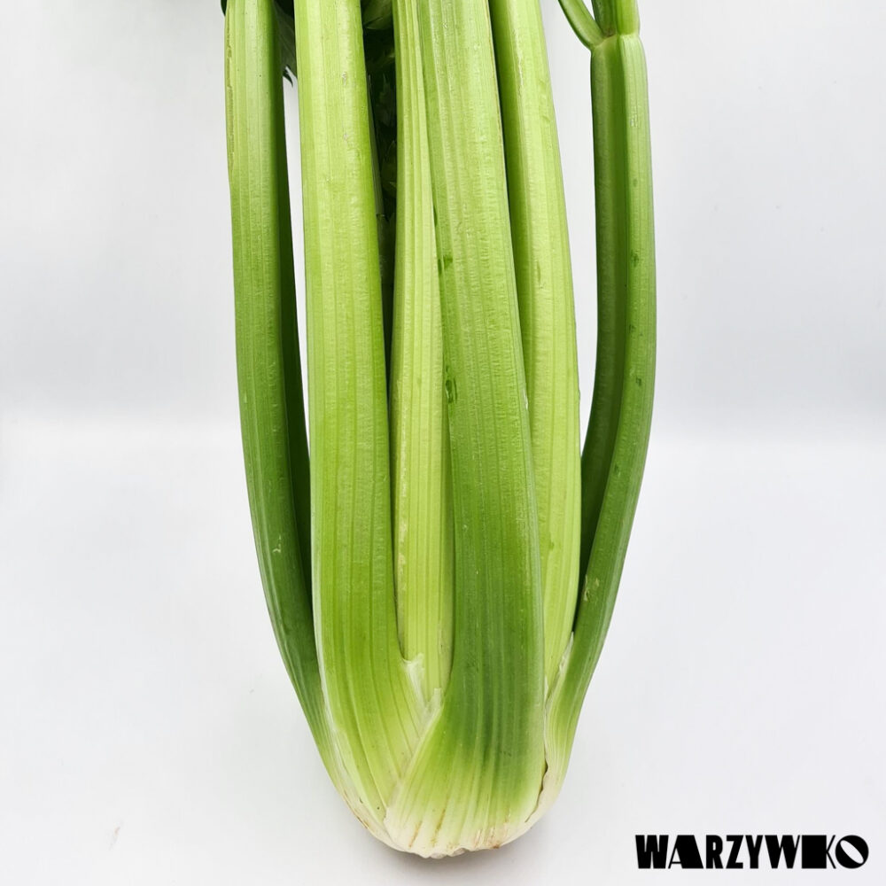 Seler naciowy